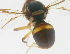  ( - cau01154)  @12 [ ] CreativeCommons - Attribution Non-Commercial Share-Alike (2010) China Agricutural University, Insect Collection China Agricutural University, Insect Collection