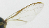  ( - cau01154)  @12 [ ] CreativeCommons - Attribution Non-Commercial Share-Alike (2010) China Agricutural University, Insect Collection China Agricutural University, Insect Collection