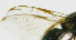  ( - cau01171)  @11 [ ] Unspecified (default): All Rights Reserved (2010) China Agricutural University, Insect Collection China Agricutural University, Insect Collection