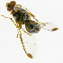  ( - cau01171)  @11 [ ] Unspecified (default): All Rights Reserved (2010) China Agricutural University, Insect Collection China Agricutural University, Insect Collection