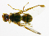  ( - cau01171)  @11 [ ] Unspecified (default): All Rights Reserved (2010) China Agricutural University, Insect Collection China Agricutural University, Insect Collection