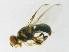  ( - cau01171)  @11 [ ] Unspecified (default): All Rights Reserved (2010) China Agricutural University, Insect Collection China Agricutural University, Insect Collection