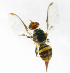  ( - cau01182)  @12 [ ] Unspecified (default): All Rights Reserved (2010) China Agricutural University, Insect Collection China Agricutural University, Insect Collection