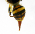  ( - cau01182)  @12 [ ] Unspecified (default): All Rights Reserved (2010) China Agricutural University, Insect Collection China Agricutural University, Insect Collection