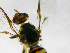  ( - cau01182)  @12 [ ] Unspecified (default): All Rights Reserved (2010) China Agricutural University, Insect Collection China Agricutural University, Insect Collection