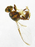  ( - cau01184)  @12 [ ] Unspecified (default): All Rights Reserved (2010) China Agricutural University, Insect Collection China Agricutural University, Insect Collection