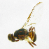  ( - cau01184)  @13 [ ] Unspecified (default): All Rights Reserved (2010) China Agricutural University, Insect Collection China Agricutural University, Insect Collection