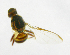  ( - cau01184)  @12 [ ] Unspecified (default): All Rights Reserved (2010) China Agricutural University, Insect Collection China Agricutural University, Insect Collection