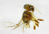  ( - cau01185)  @12 [ ] Unspecified (default): All Rights Reserved (2010) China Agricutural University, Insect Collection China Agricutural University, Insect Collection