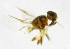  ( - cau01185)  @12 [ ] Unspecified (default): All Rights Reserved (2010) China Agricutural University, Insect Collection China Agricutural University, Insect Collection