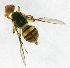  ( - cau01197)  @12 [ ] Unspecified (default): All Rights Reserved (2010) China Agricutural University, Insect Collection China Agricutural University, Insect Collection