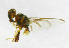  ( - cau01202)  @12 [ ] Unspecified (default): All Rights Reserved (2010) China Agricutural University, Insect Collection China Agricutural University, Insect Collection