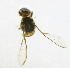  ( - cau01202)  @12 [ ] Unspecified (default): All Rights Reserved (2010) China Agricutural University, Insect Collection China Agricutural University, Insect Collection