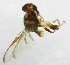  ( - cau01203)  @12 [ ] Unspecified (default): All Rights Reserved (2010) China Agricutural University, Insect Collection China Agricutural University, Insect Collection