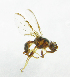  ( - cau01203)  @13 [ ] Unspecified (default): All Rights Reserved (2010) China Agricutural University, Insect Collection China Agricutural University, Insect Collection