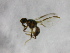  ( - cau01203)  @12 [ ] Unspecified (default): All Rights Reserved (2010) China Agricutural University, Insect Collection China Agricutural University, Insect Collection