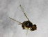  ( - cau01203)  @12 [ ] Unspecified (default): All Rights Reserved (2010) China Agricutural University, Insect Collection China Agricutural University, Insect Collection
