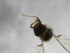  ( - cau01203)  @12 [ ] Unspecified (default): All Rights Reserved (2010) China Agricutural University, Insect Collection China Agricutural University, Insect Collection