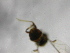  ( - cau01203)  @12 [ ] Unspecified (default): All Rights Reserved (2010) China Agricutural University, Insect Collection China Agricutural University, Insect Collection
