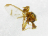  ( - cau01206)  @11 [ ] Unspecified (default): All Rights Reserved (2010) China Agricutural University, Insect Collection China Agricutural University, Insect Collection