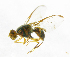  ( - cau01216)  @13 [ ] Unspecified (default): All Rights Reserved (2010) China Agricutural University, Insect Collection China Agricutural University, Insect Collection