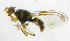  ( - cau01217)  @12 [ ] Unspecified (default): All Rights Reserved (2010) China Agricutural University, Insect Collection China Agricutural University, Insect Collection