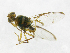  ( - cau01218)  @12 [ ] Unspecified (default): All Rights Reserved (2010) China Agricutural University, Insect Collection China Agricutural University, Insect Collection