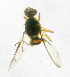  ( - cau01218)  @12 [ ] Unspecified (default): All Rights Reserved (2010) China Agricutural University, Insect Collection China Agricutural University, Insect Collection