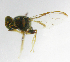  ( - cau01219)  @12 [ ] Unspecified (default): All Rights Reserved (2010) China Agricutural University, Insect Collection China Agricutural University, Insect Collection