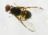  ( - cau01225)  @13 [ ] Unspecified (default): All Rights Reserved (2010) China Agricutural University, Insect Collection China Agricutural University, Insect Collection