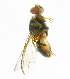 ( - cau01225)  @13 [ ] Unspecified (default): All Rights Reserved (2010) China Agricutural University, Insect Collection China Agricutural University, Insect Collection