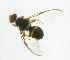  ( - cau01226)  @13 [ ] Unspecified (default): All Rights Reserved (2010) China Agricutural University, Insect Collection China Agricutural University, Insect Collection