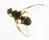  ( - cau01226)  @13 [ ] Unspecified (default): All Rights Reserved (2010) China Agricutural University, Insect Collection China Agricutural University, Insect Collection