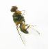  ( - cau01226)  @13 [ ] Unspecified (default): All Rights Reserved (2010) China Agricutural University, Insect Collection China Agricutural University, Insect Collection