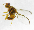  ( - cau01267)  @12 [ ] Unspecified (default): All Rights Reserved (2010) China Agricutural University, Insect Collection China Agricutural University, Insect Collection