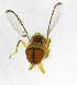  ( - cau01267)  @12 [ ] Unspecified (default): All Rights Reserved (2010) China Agricutural University, Insect Collection China Agricutural University, Insect Collection
