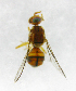  ( - cau01268)  @12 [ ] Unspecified (default): All Rights Reserved (2010) China Agricutural University, Insect Collection China Agricutural University, Insect Collection