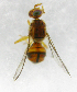  ( - cau01268)  @12 [ ] Unspecified (default): All Rights Reserved (2010) China Agricutural University, Insect Collection China Agricutural University, Insect Collection