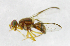  ( - cau01269)  @13 [ ] Unspecified (default): All Rights Reserved (2010) China Agricutural University, Insect Collection China Agricutural University, Insect Collection