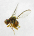  ( - cau01271)  @12 [ ] Unspecified (default): All Rights Reserved (2010) China Agricutural University, Insect Collection China Agricutural University, Insect Collection