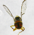  ( - cau01271)  @12 [ ] Unspecified (default): All Rights Reserved (2010) China Agricutural University, Insect Collection China Agricutural University, Insect Collection