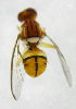  ( - cau01272)  @12 [ ] Unspecified (default): All Rights Reserved (2010) China Agricutural University, Insect Collection China Agricutural University, Insect Collection