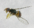  ( - cau01276)  @12 [ ] Unspecified (default): All Rights Reserved (2010) China Agricutural University, Insect Collection China Agricutural University, Insect Collection