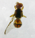  ( - cau01287)  @12 [ ] Unspecified (default): All Rights Reserved (2010) China Agricutural University, Insect Collection China Agricutural University, Insect Collection