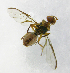  ( - cau01288)  @13 [ ] Unspecified (default): All Rights Reserved (2010) China Agricutural University, Insect Collection China Agricutural University, Insect Collection