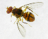  ( - cau01308)  @13 [ ] Unspecified (default): All Rights Reserved (2010) China Agricutural University, Insect Collection China Agricutural University, Insect Collection