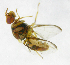  ( - cau01308)  @13 [ ] Unspecified (default): All Rights Reserved (2010) China Agricutural University, Insect Collection China Agricutural University, Insect Collection