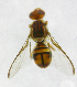  ( - cau01309)  @13 [ ] Unspecified (default): All Rights Reserved (2010) China Agricutural University, Insect Collection China Agricutural University, Insect Collection