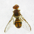  ( - cau01309)  @13 [ ] Unspecified (default): All Rights Reserved (2010) China Agricutural University, Insect Collection China Agricutural University, Insect Collection