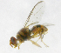  ( - cau01309)  @12 [ ] Unspecified (default): All Rights Reserved (2010) China Agricutural University, Insect Collection China Agricutural University, Insect Collection